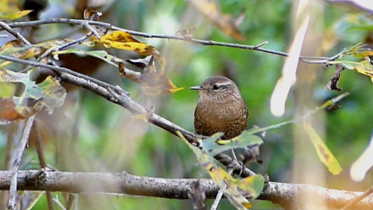 フユミソサザイ - ML644728669