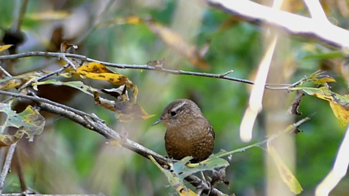 フユミソサザイ - ML644728670