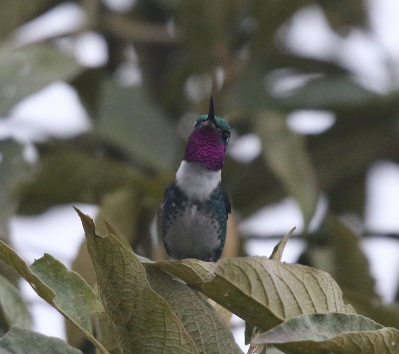 Ak Göbekli Ormanyıldızı - ML644728676