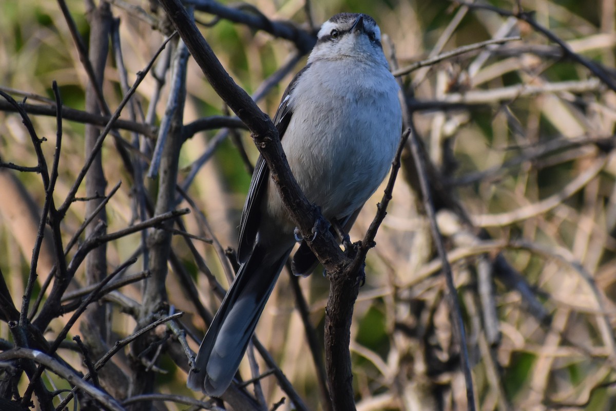 Kampo Taklitçisi - ML644728678