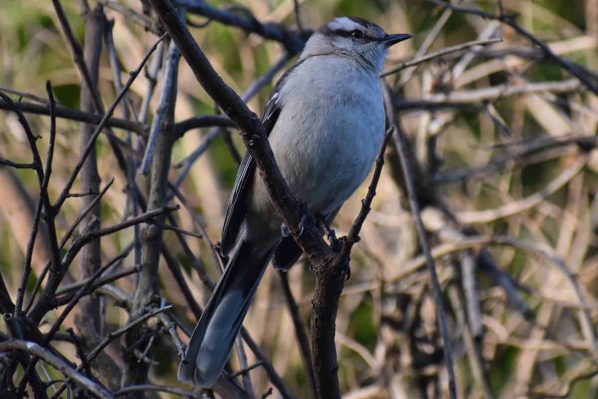 Kampo Taklitçisi - ML644728679