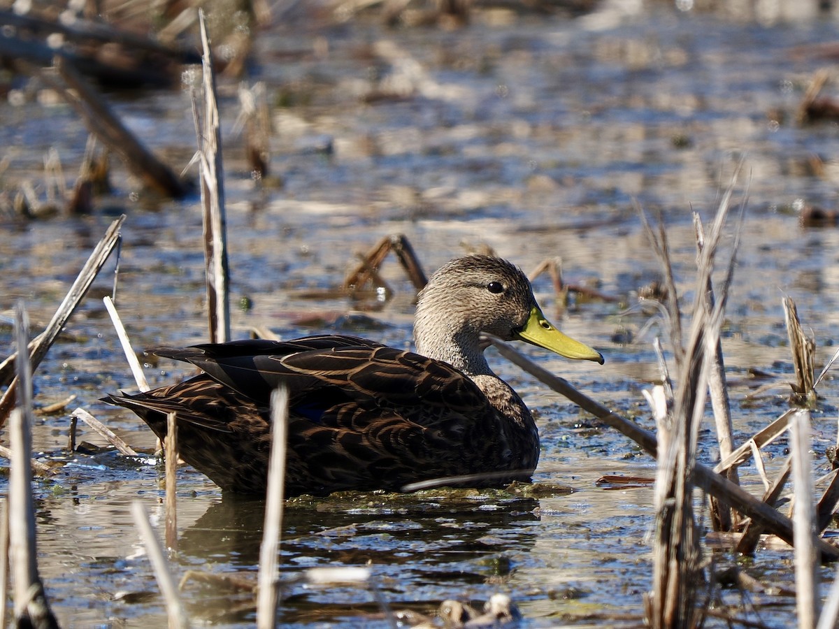 kachna pobřežní - ML644728680