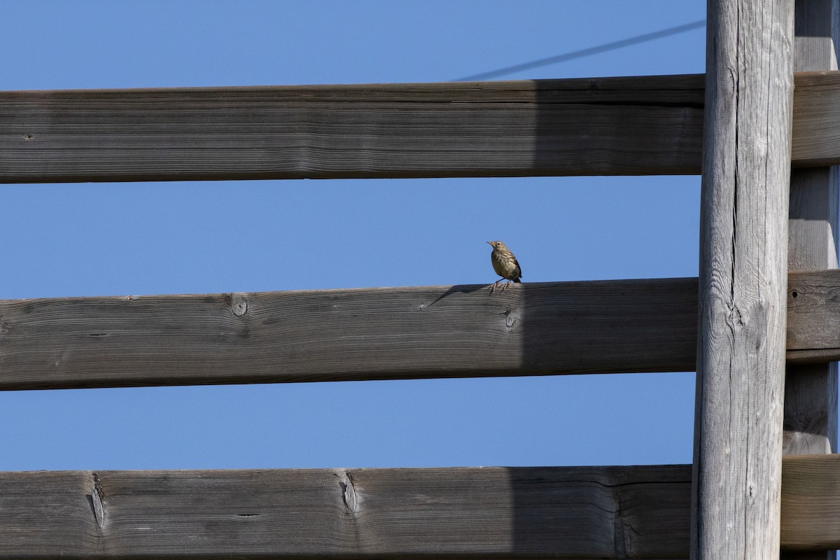 Pipit spioncelle - ML644728685