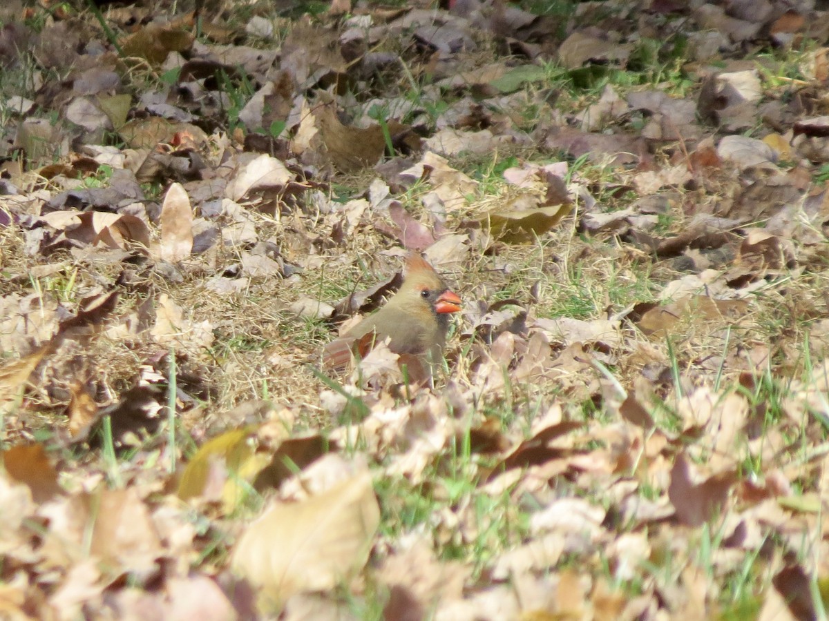 Northern Cardinal - ML644728688