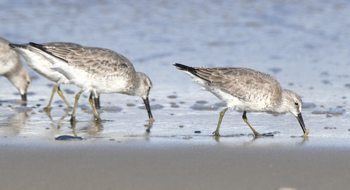 Bécasseau maubèche - ML644728691