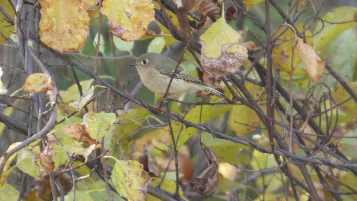Roitelet à couronne rubis - ML644728694