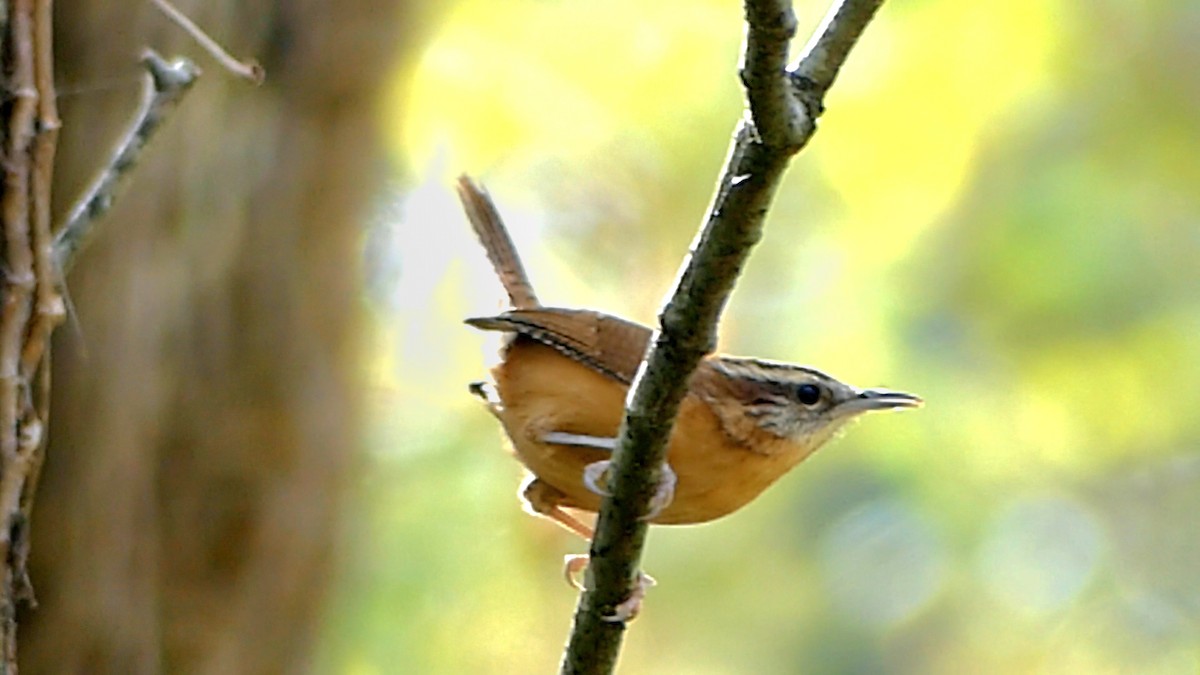 Carolina Wren - ML644728695