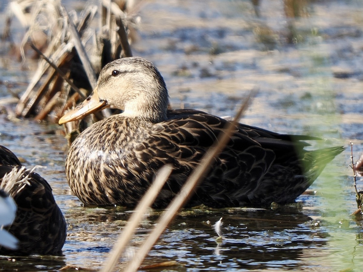 kachna pobřežní - ML644728696