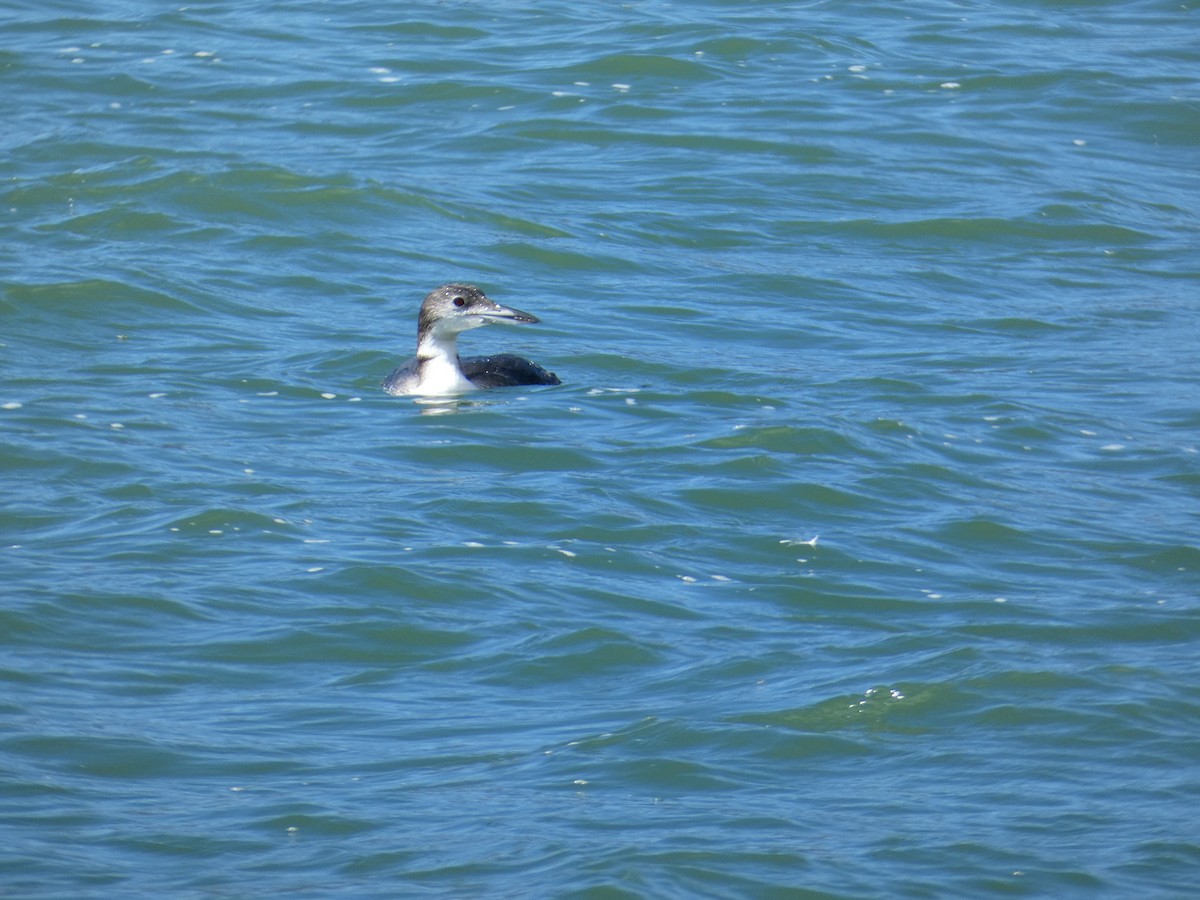 Common Loon - ML644728698