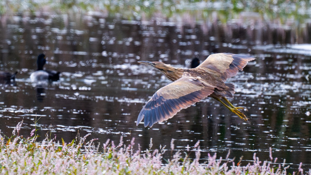 Amerika Balabanı - ML644728699