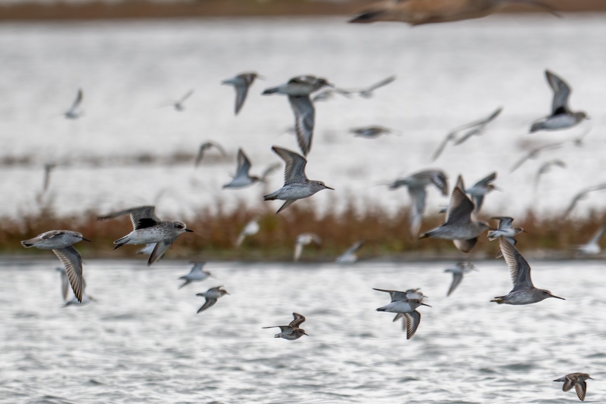 Bécasseau maubèche - ML644728700