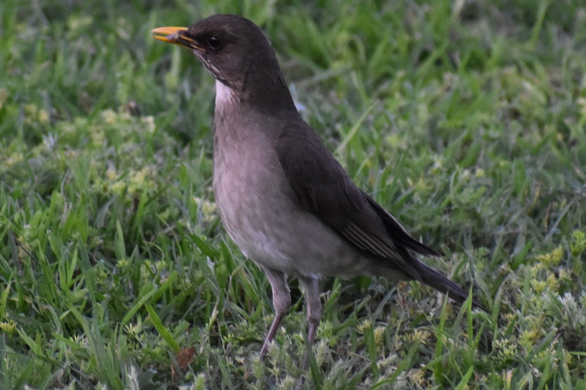 Creamy-bellied Thrush - ML644728701