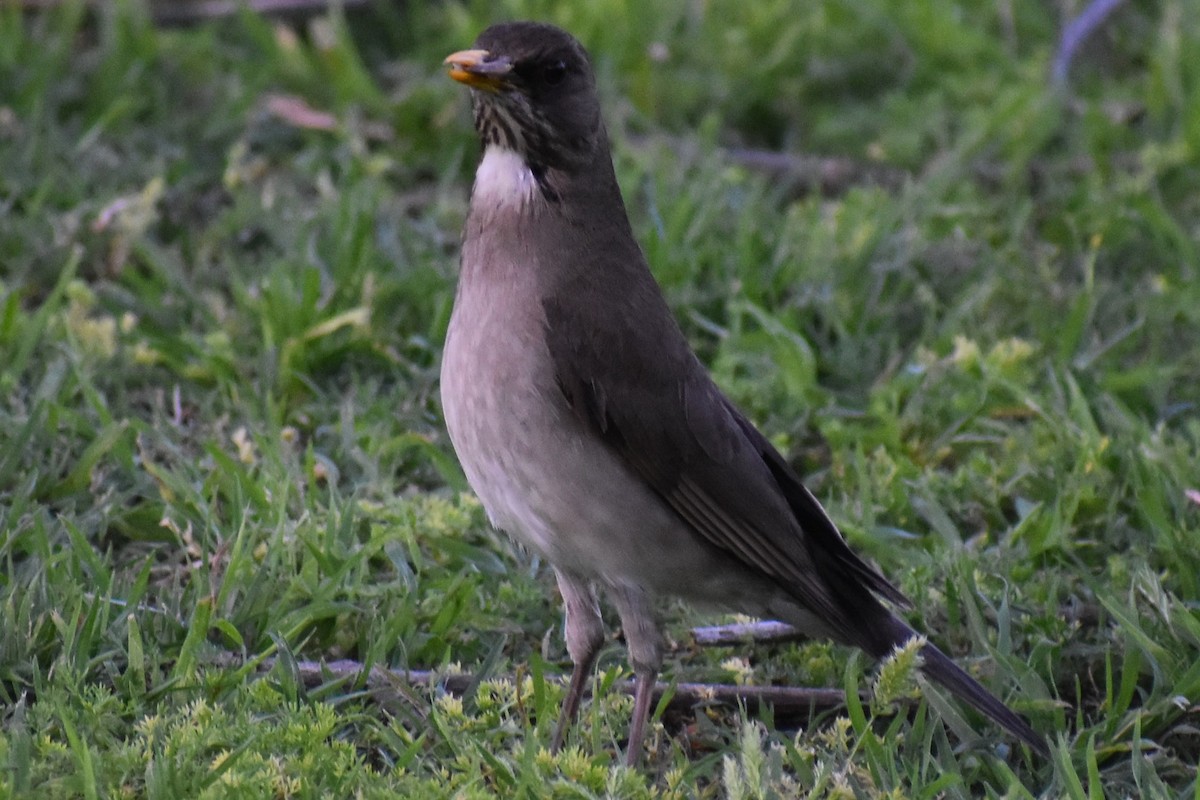 Creamy-bellied Thrush - ML644728702