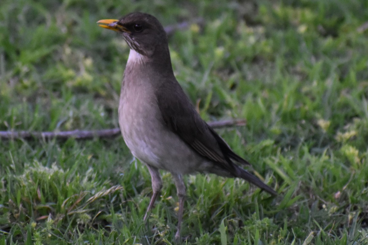 Creamy-bellied Thrush - ML644728703