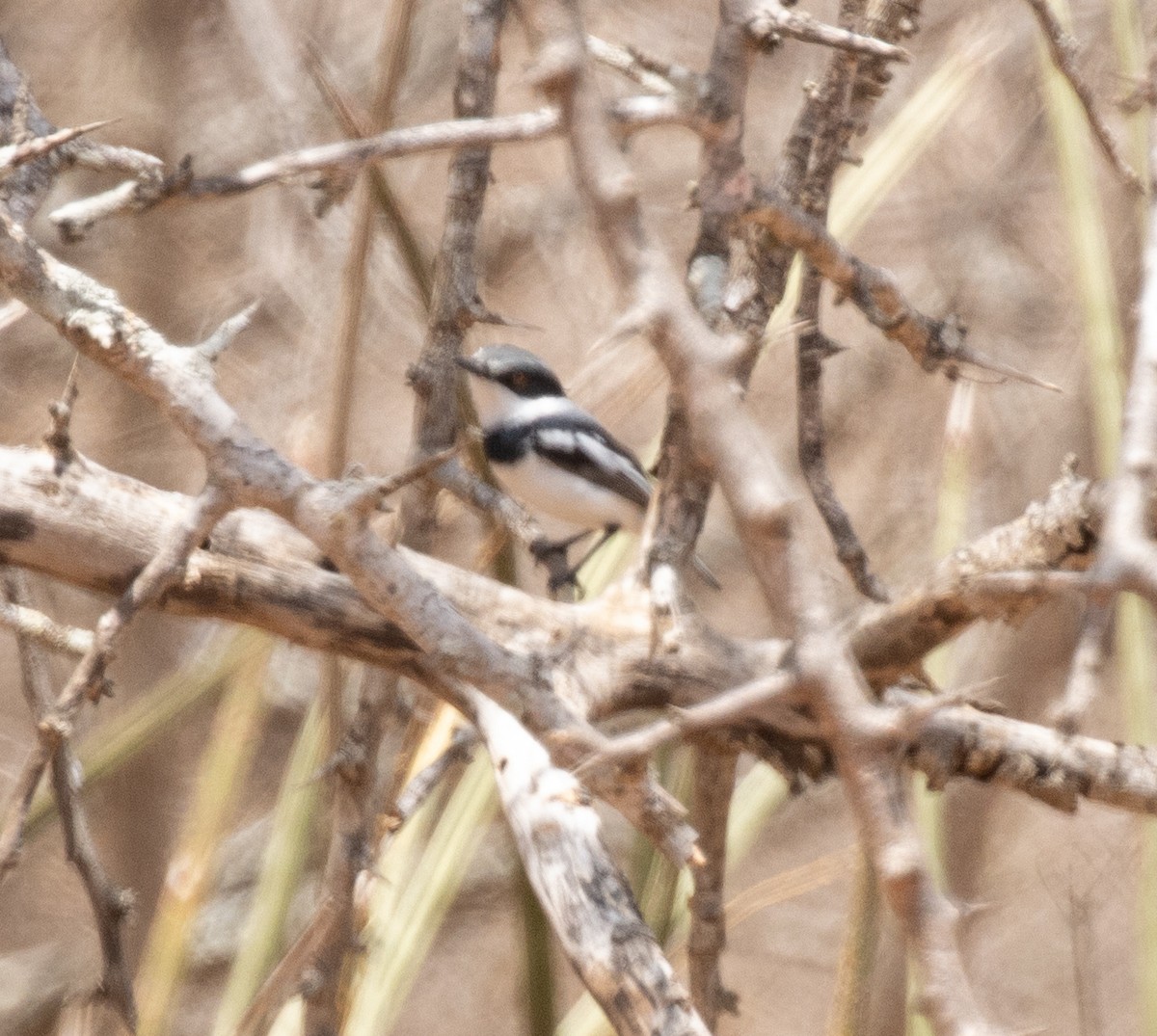 Pririt pygmée - ML644728713