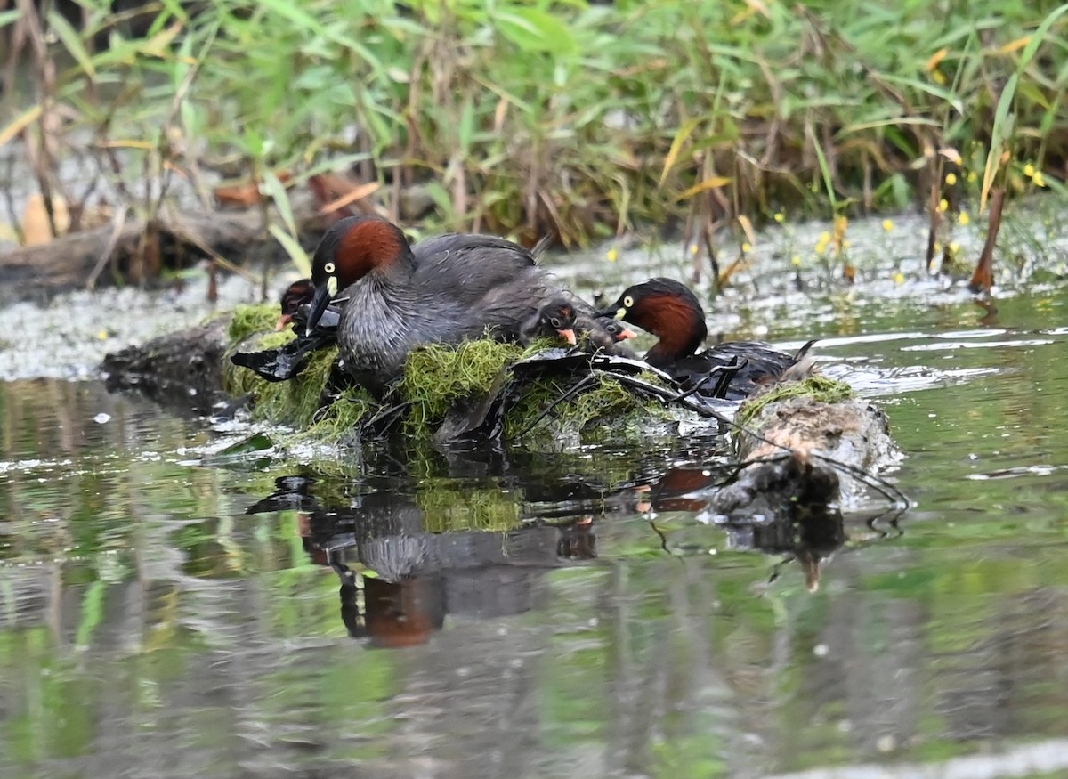 Little Grebe - ML644728714