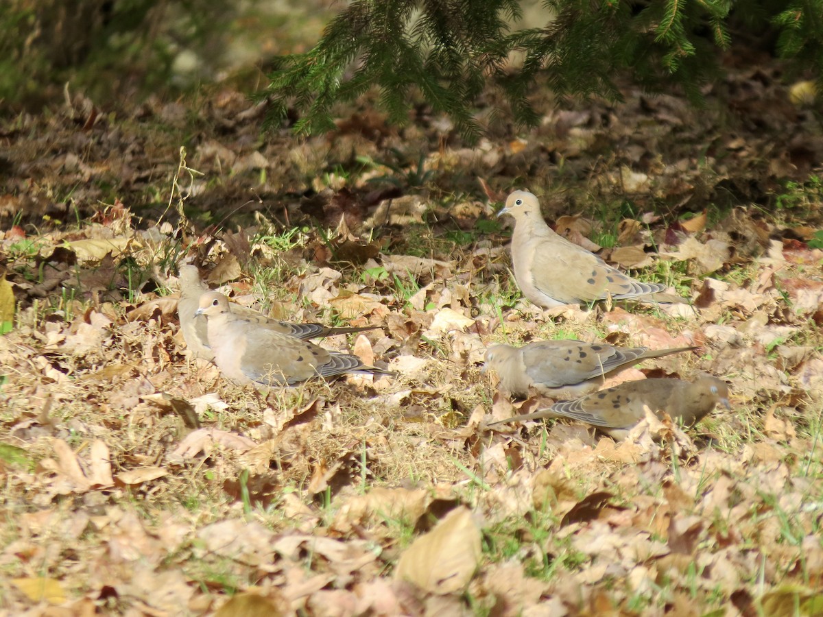 Mourning Dove - ML644728718