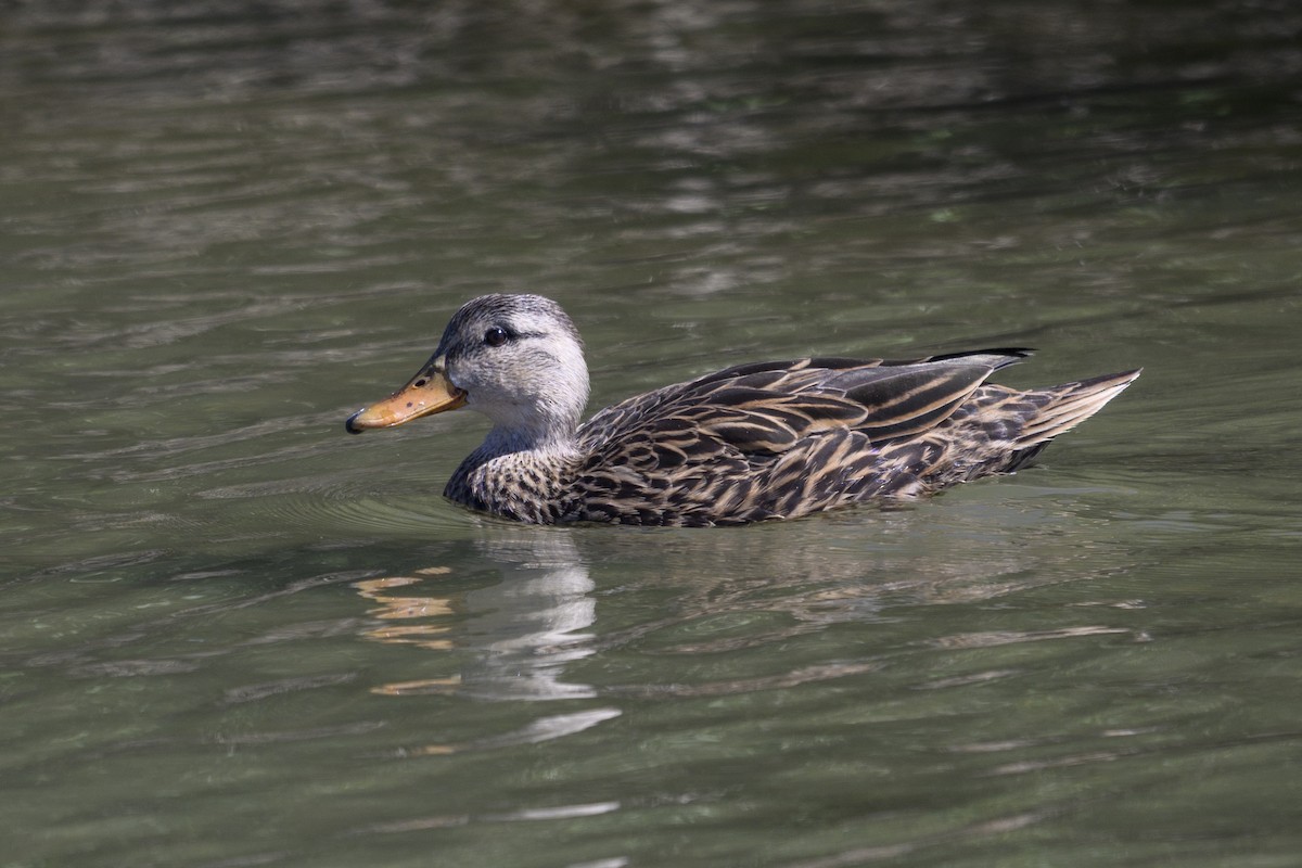 kachna pobřežní - ML644728721