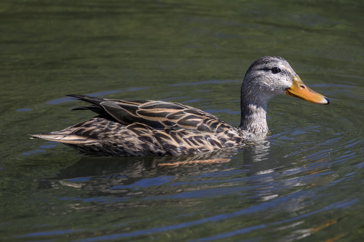 kachna pobřežní - ML644728723