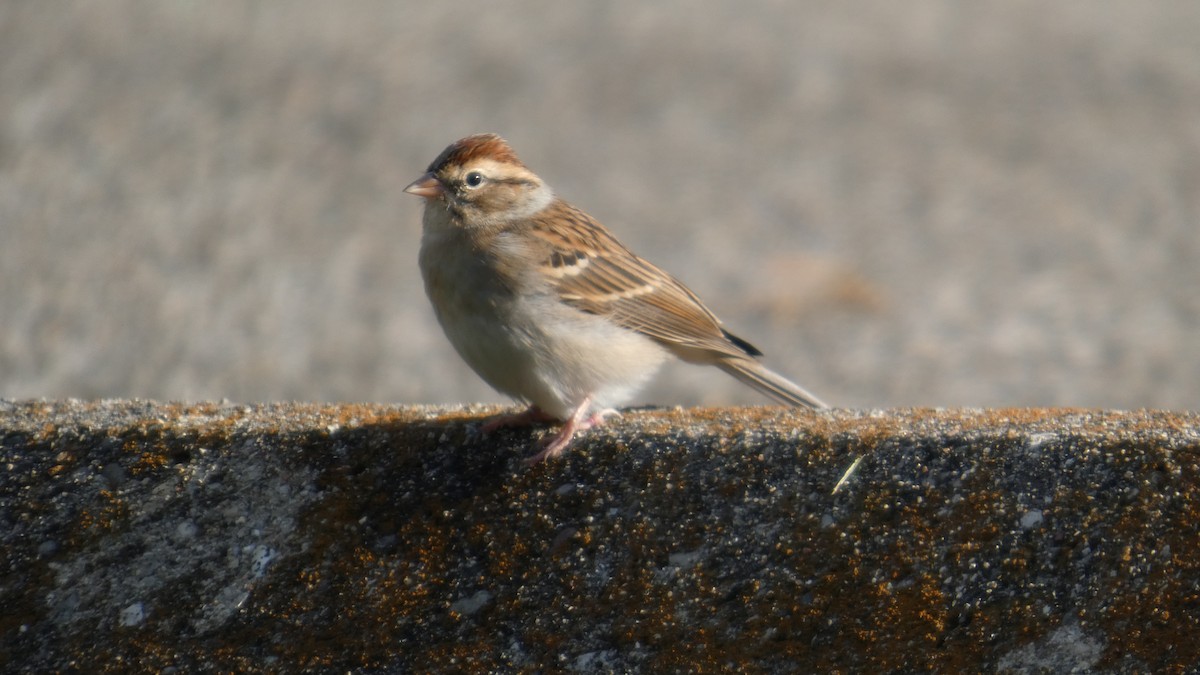 Bruant familier - ML644728725