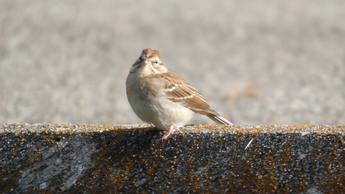 Bruant familier - ML644728726