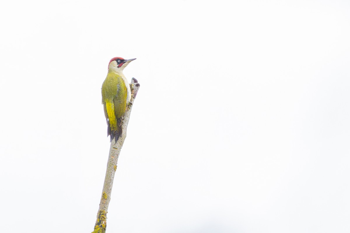 נקר ירוק - ML644728727