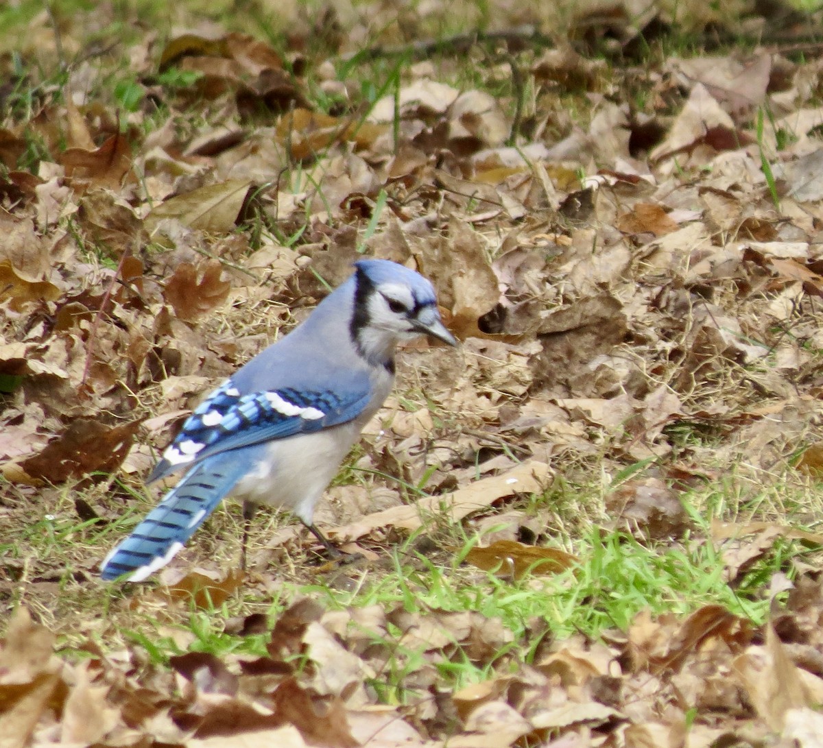 Blue Jay - ML644728730