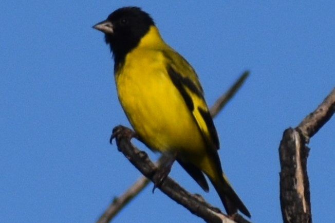 hettesisik - ML644728731