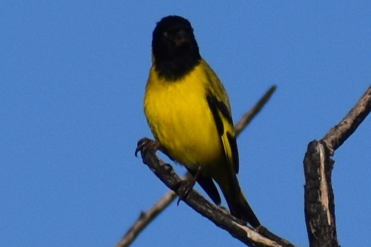 hettesisik - ML644728733