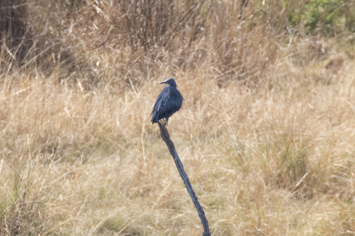 Braunkehlreiher - ML644728734