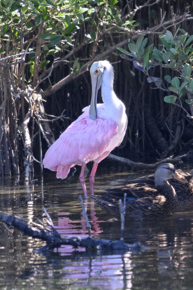 Espátula Rosada - ML644728737