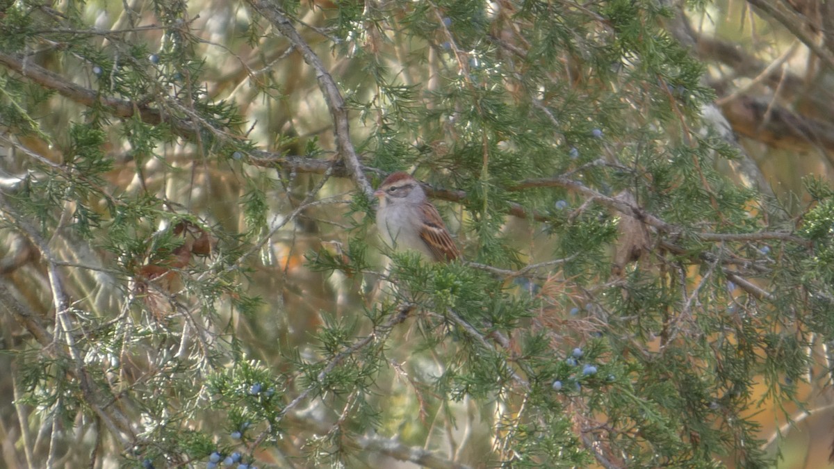 Bruant familier - ML644728745