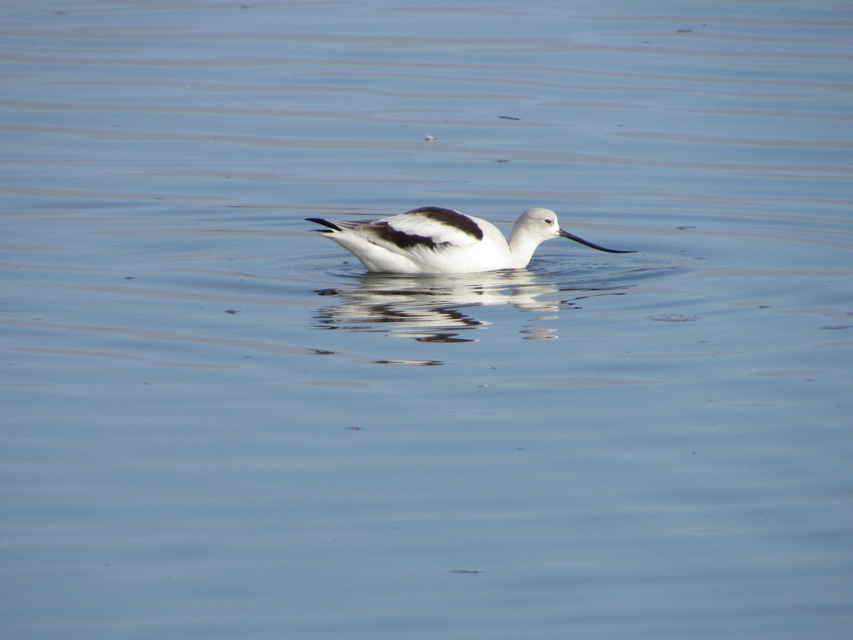 American Avocet - ML644728746