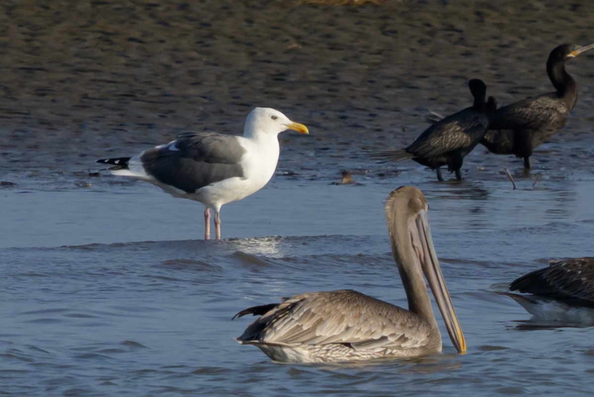 Мартин західний - ML644728757