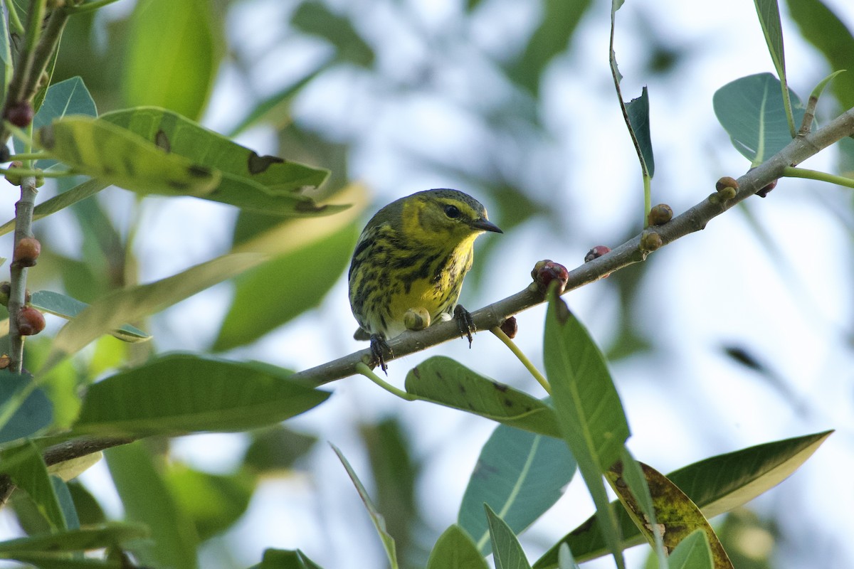 ホオアカアメリカムシクイ - ML644728763