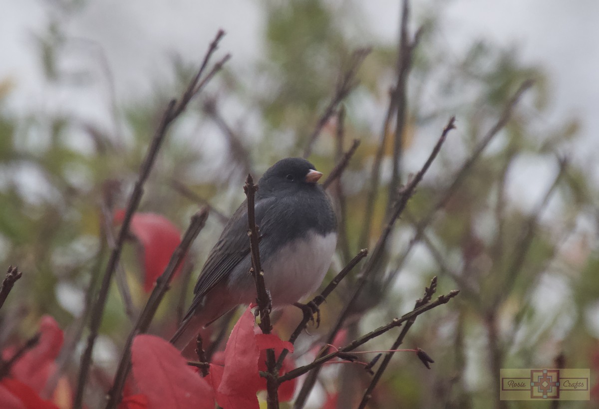Dark-eyed Junco - ML644728772