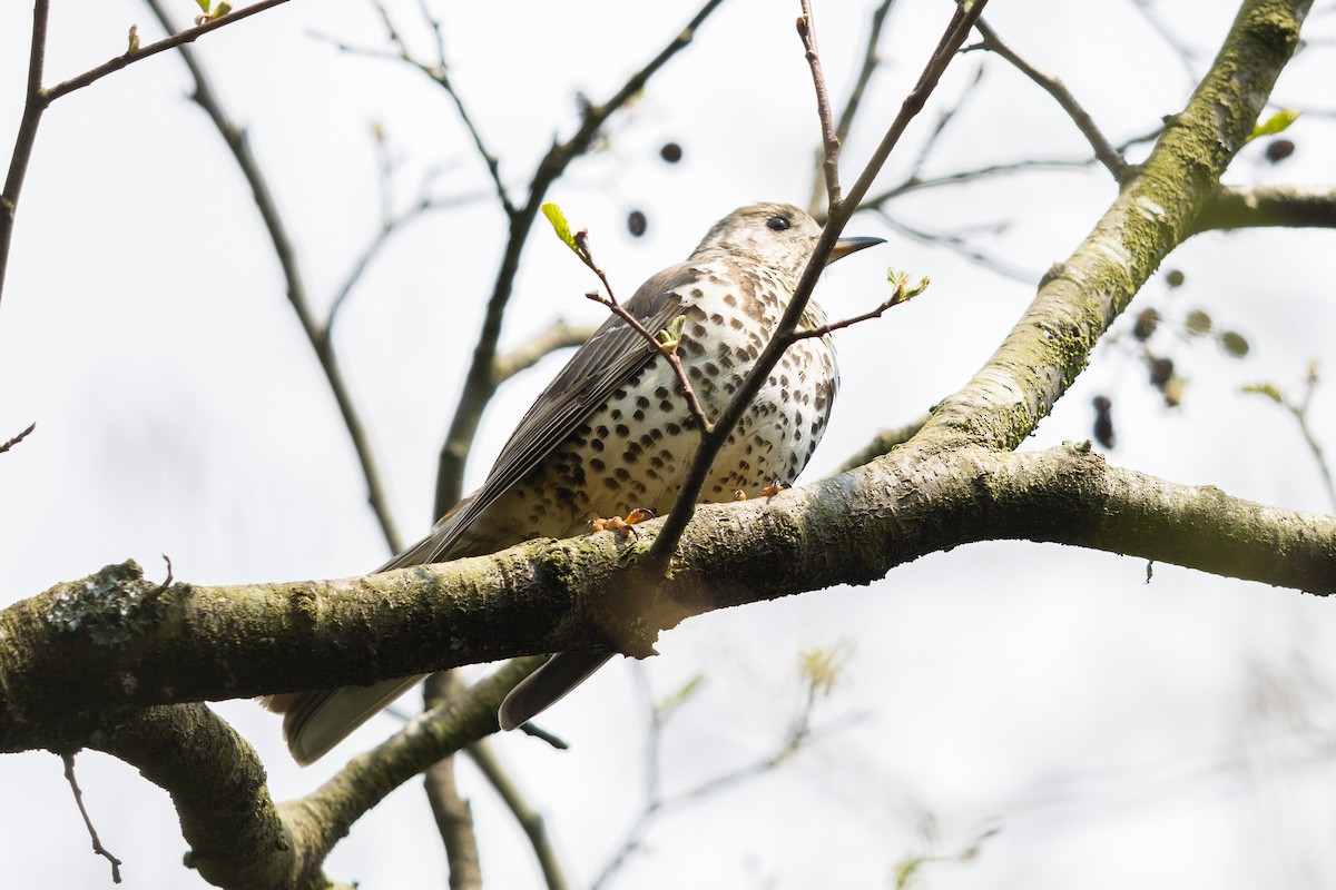 槲鶇 - ML644728791