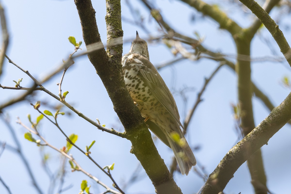 槲鶇 - ML644728792