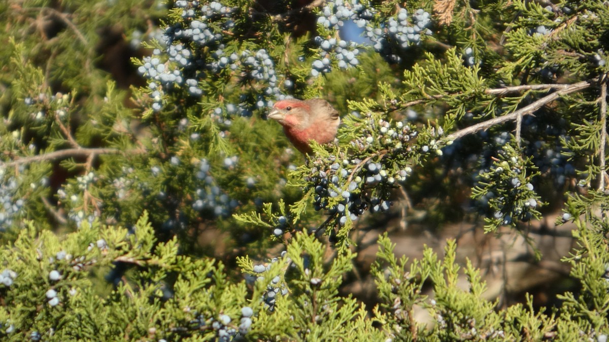 Roselin familier - ML644728801