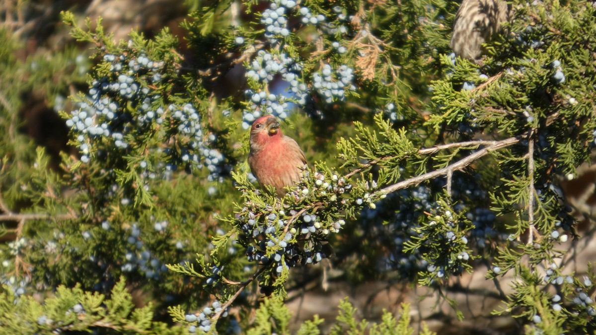 Roselin familier - ML644728803