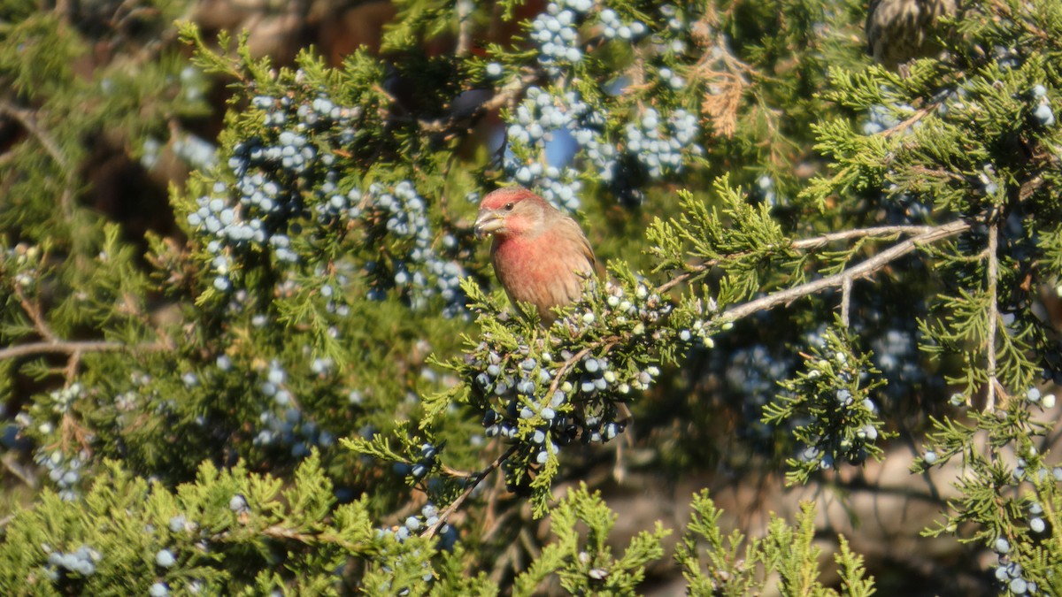 Roselin familier - ML644728804