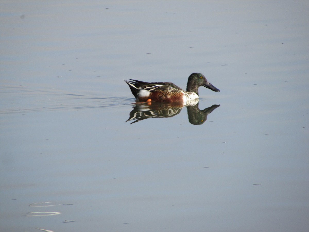 Mestolone - ML644728812