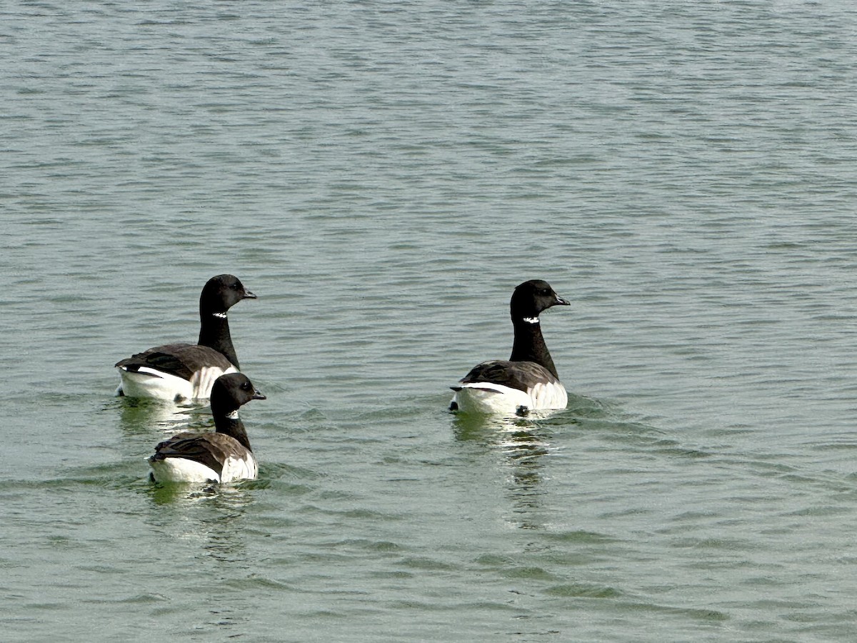 Brant - ML644728817