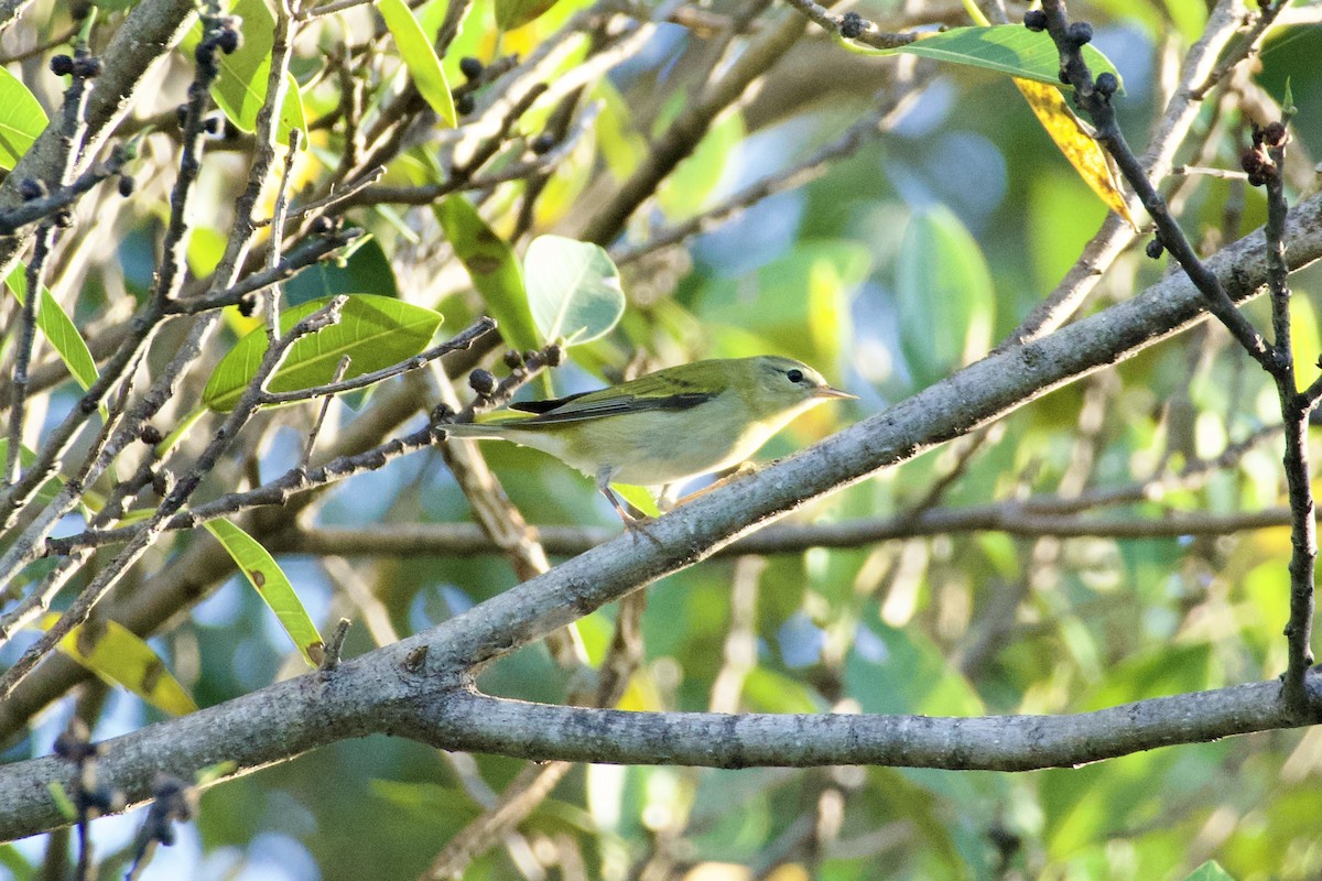 Brauenwaldsänger - ML644728820