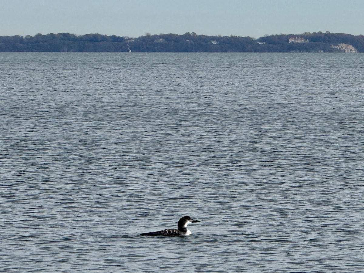 Common Loon - ML644728825