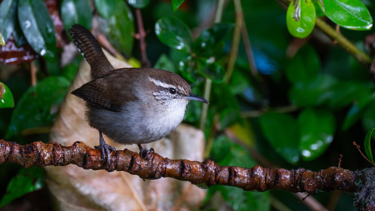 Підбуреник - ML644728827