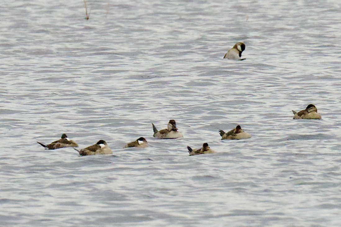 Schwarzkopf-Ruderente - ML644728831