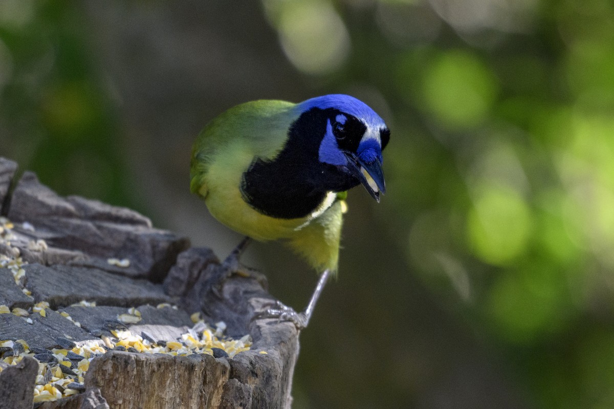 Yeşil Karga - ML644728852