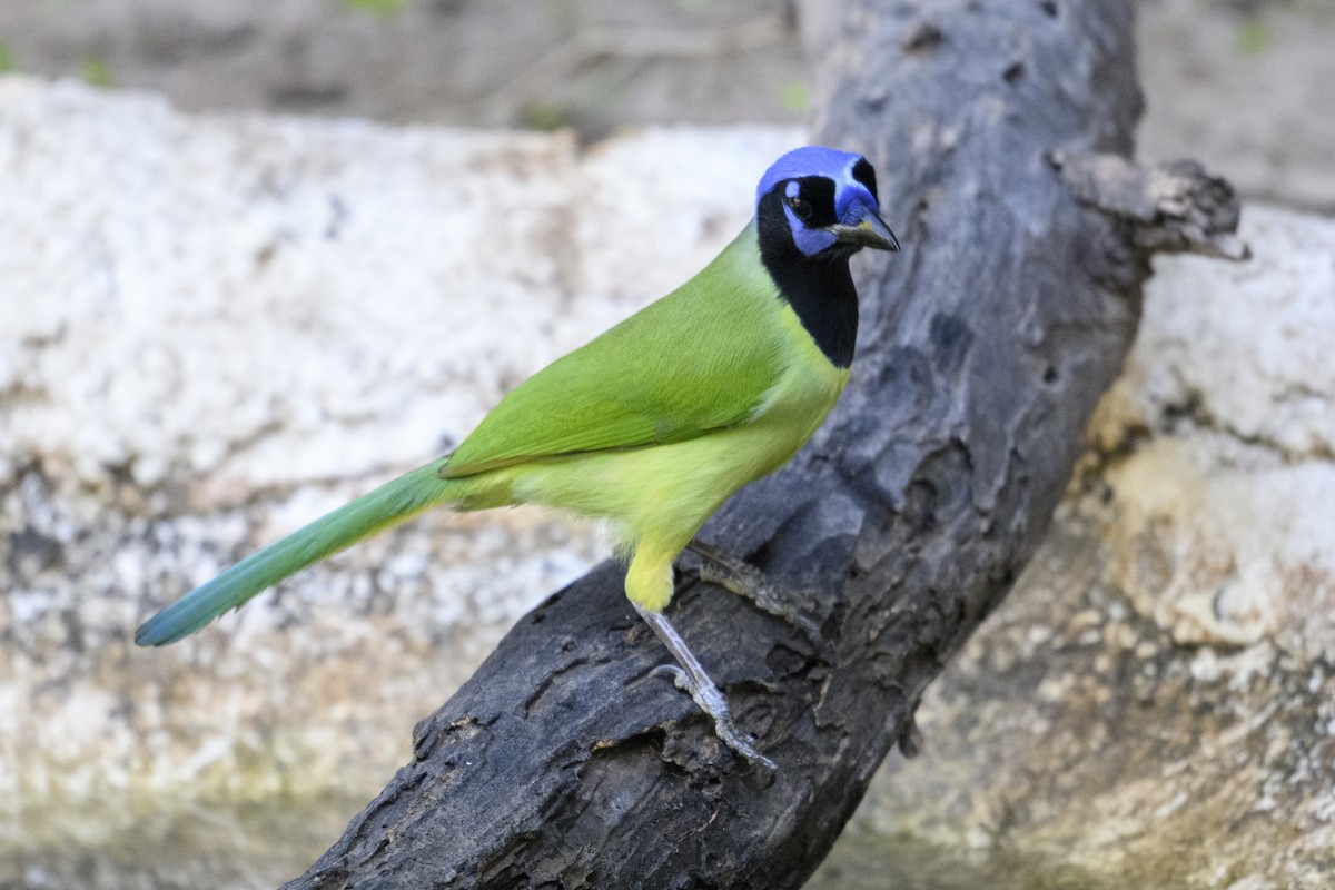 Yeşil Karga - ML644728853