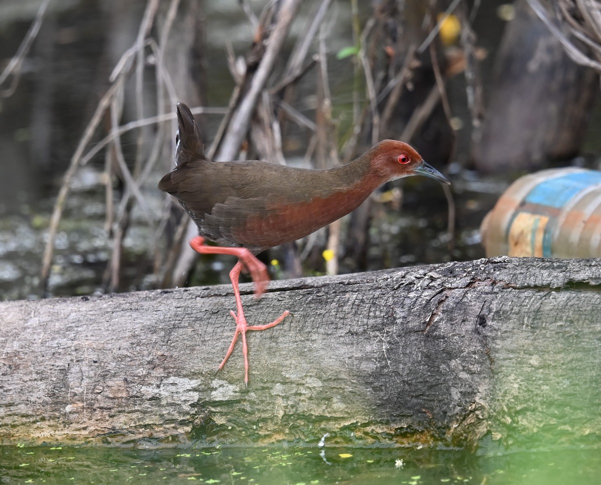 Ruddy-breasted Crake - ML644728855